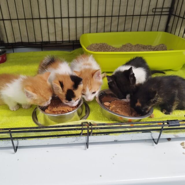 🐾 Traže se domovi punog srca! 🐾

Pet malih mačića, starih oko 2 mjeseca, spašeni su iz rupe ispod stijene – sada su sigurni, očišćeni od parazita i spremni za novi početak. Svaki od njih ima svoju malu osobnost, ali svi su jednako mazni, razigrani i željni ljubavi. ❤️

Ako ste ikada razmišljali o udomljavanju – sada je savršen trenutak. Dajte im priliku za život kakav zaslužuju. 🙏

📩 Javite se u inbox za više informacija.

#UdomiMačića #SpasimoŽivot #LjubavZaŽivotinje #Mačići🐱