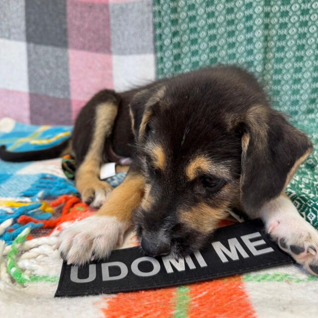 🐾 JOZO – maza s diplomom iz umiljavanja

Zaboravite sve što znate o „običnim“ psima. Jozo nije običan – on je duša koja liječi, pogled koji grli, nježnost s četiri šape. Pronađen s ranama na tijelu, ali s toplinom koja nikad nije napustila njegovo srce.

Jozo ne žuri. On zna da su prave stvari – poput prijateljstva, povjerenja i savršenog mjesta na kauču – vrijedne čekanja. On će vas pogledati ravno u srce i pitati vas: "Jesi li ti moj čovjek?"

Ako imate dom pun ljubavi i ruku spremnih za maženje, Jozo je spreman zauzeti mjesto u vašem životu. I ostati tu – zauvijek.

💙 Ako tražiš prijatelja koji će ti grijati i srce i noge – Jozo čeka.
📩 Piši nam – udomi ljubav!
 #udomispasizivot #udominekupuj #adoptshelterdogs #SpasimoŽivot #azildubrovnik #udomipsa #jozo