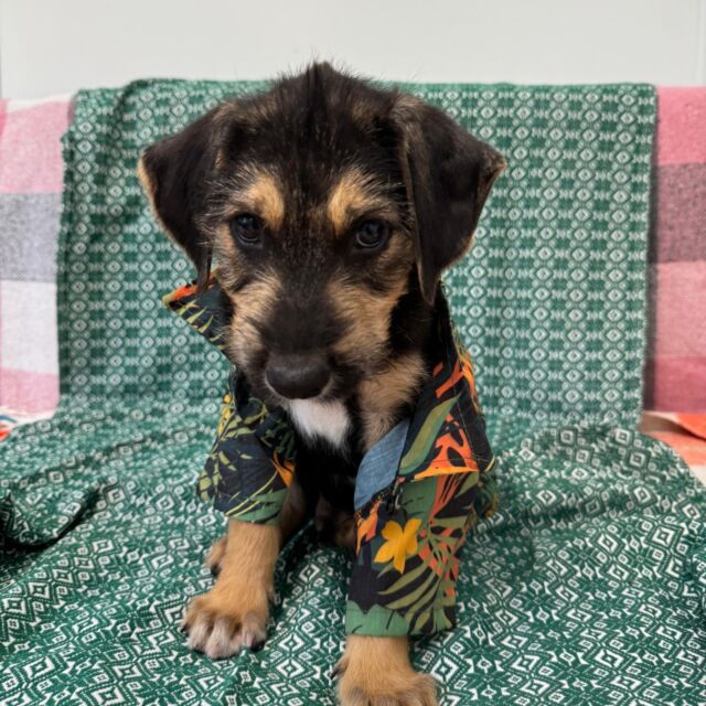 🐾 OZZY – vođa čopora s mekim srcem

Nema veze što se zove kao rock zvijezda – Ozzy je heroj sasvim drugačijeg kalibra. Kad su ga pronašli, bio je iscrpljen, pun rana i krpelja, ali s iskrom u oku koju ništa nije moglo ugasiti. On je onaj koji prvi istražuje svaki kutak, ali i onaj koji zna stati kad namiriše da dolazi nešto fino za gricnuti.

Ozzy je avanturist sa srcem od zlata, vođa čopora koji se nikad ne nameće, ali uvijek zna put. Ima samo jednu misiju: pronaći svog čovjeka. Nekoga tko će ga voljeti, maziti (u granicama njegove istraživačke rutine) i uvijek imati keksić viška.

Ako tražite suputnika za dugačke šetnje, male pobjede i velike ljubavi – Ozzy vas već traži.

🛋️ Kauč? ✔️
💛 Srce? ✔️
🎁 Keksići? Poželjni!

👉 Ozzy čeka svog čovjeka. Možda si to baš ti?
📩 Javi se – udomi heroja!
 #udominekupuj #azildubrovnik #adoptshelterdogs #udomipsa #udomispasizivot #SpasimoŽivot #ozzy