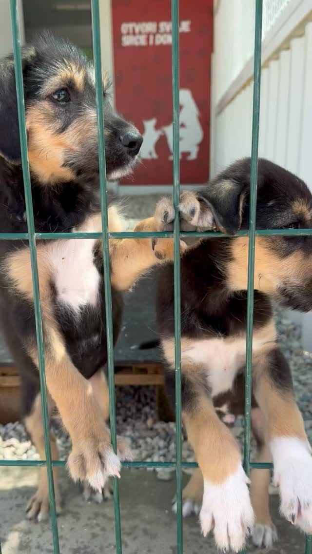TRAŽIMO LJUBAV ZA DVA KRZNENA GOSPODINA – OZZYJA I JOZU!

Ozzy i Jozo nisu rock bend (iako im imena govore suprotno), ali su pravi mali heroji! Pronađeni su izmučeni, prepuni krpelja i starih rana – kao da su se probijali kroz rat, a ne kroz šikaru. Ali nisu izgubili duh! Njihovi brat i sestra već su pronašli svoje zauvijek domove, a ovi frajeri još uvijek čekaju... i pitaju se: „Što s nama, ekipa?“

Ozzy – vođa ekspedicije, uvijek prvi kad se dijele keksići.
Jozo – mazilica, profesionalni umiljator, stručnjak za gledanje direktno u srce.

Spremni su za novi početak – svaki sa svojom pričom, ali istim ciljem: pronaći nekoga tko će ih voljeti do kraja psećih dana. Ako imate kauč, srce i smisao za humor – možda ste baš Vi njihova osoba!

Udomite priču sa sretnim krajem. Udomite Ozzyja ili Jozu!
#azildubrovnik #udominekupuj #adoptshelterdogs #udomljavanjejeljubav #adoptdontshop #puppylove